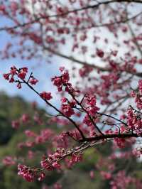 ดอยอ่างขาง อ.ฝาง จ.เชียงใหม่🌸🌸🤍