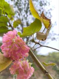 惠州除了西湖外,還是一個紅花湖也很美