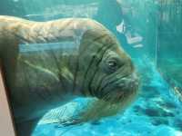 鳥羽水族館🪼蠻遠但值得一去
