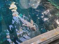 鳥羽水族館🪼蠻遠但值得一去