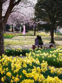 【栃木×春の那須旅】13万本の水仙と桜のコラボが見られる公園
