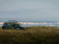 Paradise for bird watchers! Day trip to Lake Nakuru.