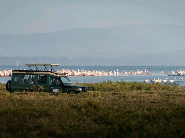 Paradise for bird watchers! Day trip to Lake Nakuru.