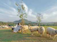 คาเฟ่เชียงราย มีแกะ น่ารัก ABONZO 
