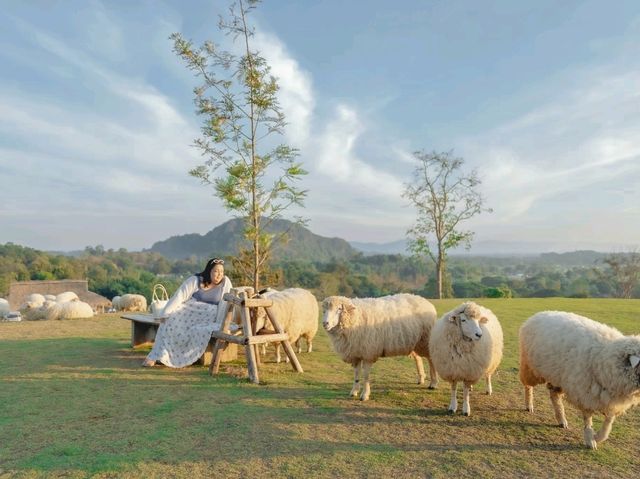คาเฟ่เชียงราย มีแกะ น่ารัก ABONZO 