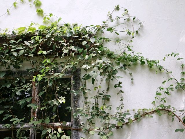 The Creeper House 