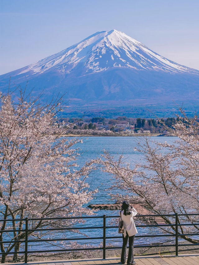 在富士山下與櫻花相遇🥰東京櫻花攻略❤️‍🔥