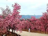 ทริปดอกไม้บาน🌸YiliangSakuraValley 
