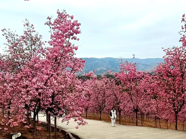 ทริปดอกไม้บาน🌸YiliangSakuraValley 