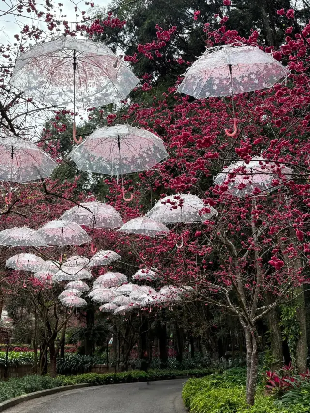中台灣最強-九族櫻花季🌸
