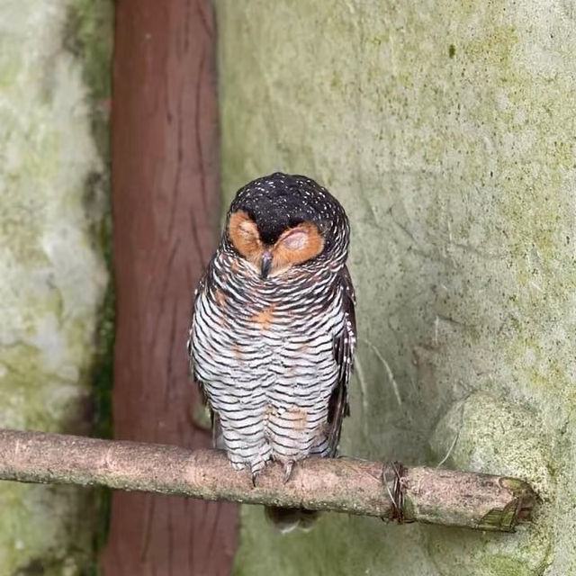 新加坡飛禽公園～鳥類的天堂