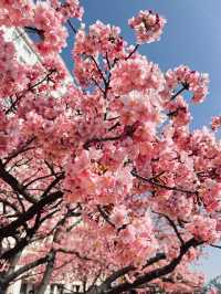 Chasing Sakura at Edogawa