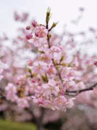 人不多，交通方便的大阪賞櫻公園🌸