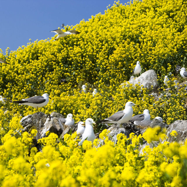 Chasing Sakura at Kabushima Island