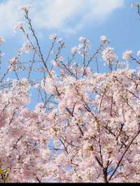 東京のお花見🌸穴場スポット　木場公園