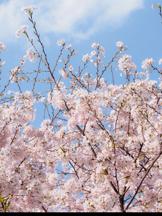 東京のお花見🌸穴場スポット　木場公園