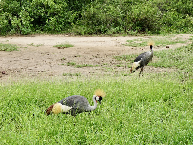 Spring Trip to Tanzania: Exploring Lake Manyara National Park