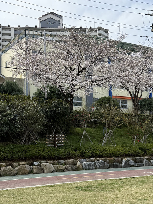 부산 도심속에서 떠나는 벚꽃여행 🎀