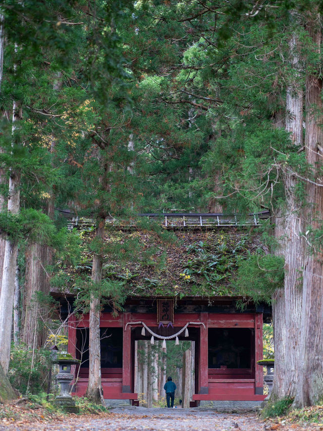 戸隠神社⛩️ 神秘的な杉並木が続くパワースポット