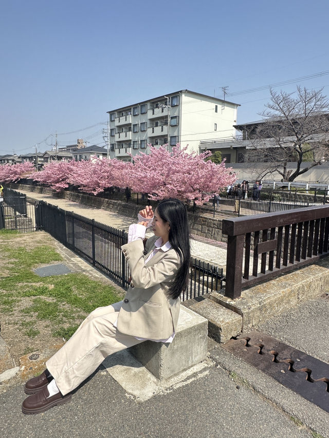🌸 พาชมซากุระพันธุ์บานเร็ว Kawazu-Zakura in Yodo