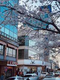 Mokcheok Park: A Neighborhood Gem for Cherry Blossom Beauty