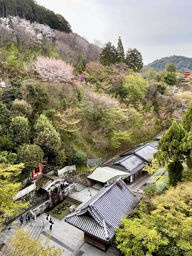 Springtime at Kiyomizu-dera🌸