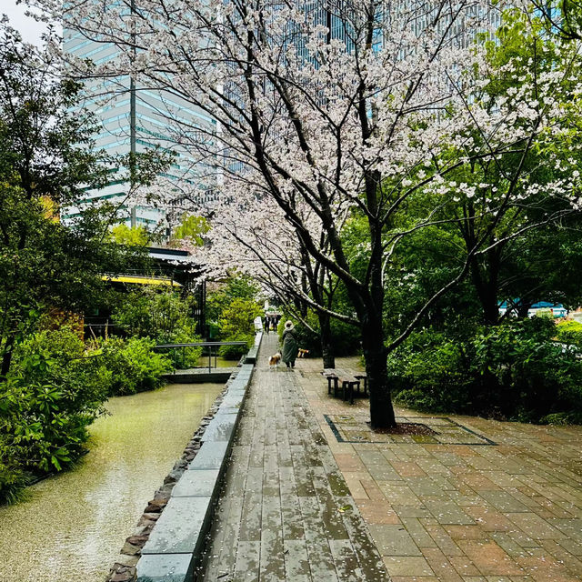 中島公園•櫻花下的城市綠洲