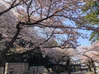 昼も夜も絶景！三重・走井山公園で桜を満喫しよう🌸✨