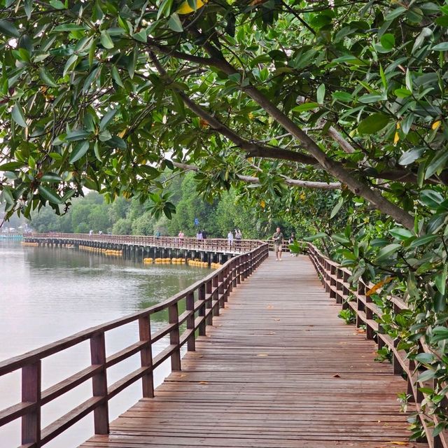🎄ป่าชายเลนกลางเมือง | ปอดของคนระยอง 🏞
