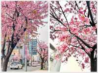 【愛知】早咲き！この時期だけのピンクの絶景🌸