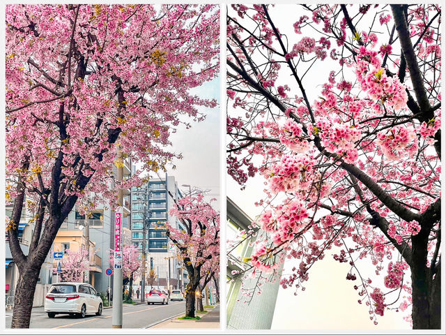 【愛知】早咲き！この時期だけのピンクの絶景🌸