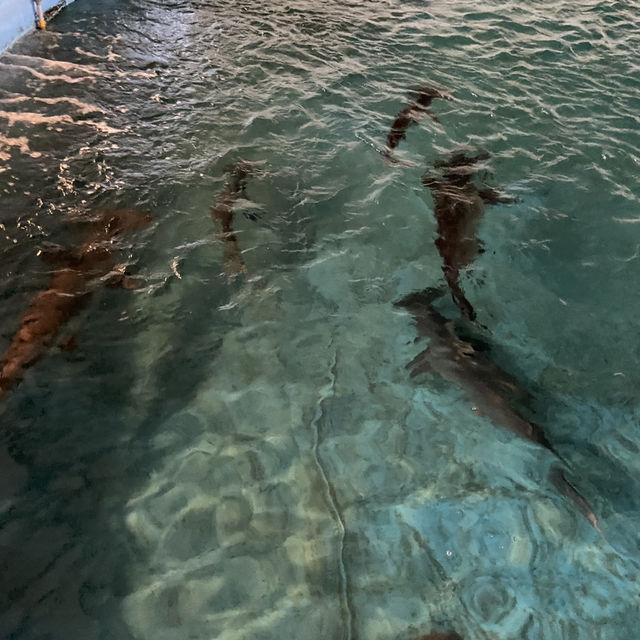 海洋生物互動展館，近距離觀賞與餵食鯊魚