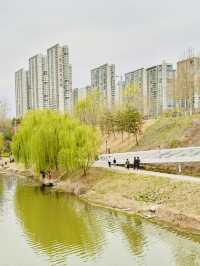 Solitude in Pink: Finding Zen Among Xiliu Lake's Cherry Blossoms
