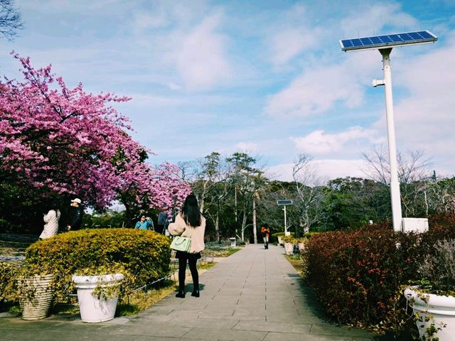 日本千葉縣成田市旅遊攻略，適合打卡拍照📸