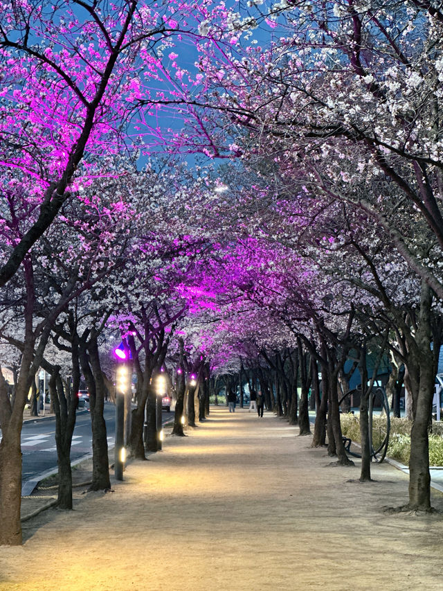 밤이 되면 더 화려해지는 대구의 랜드마크✨