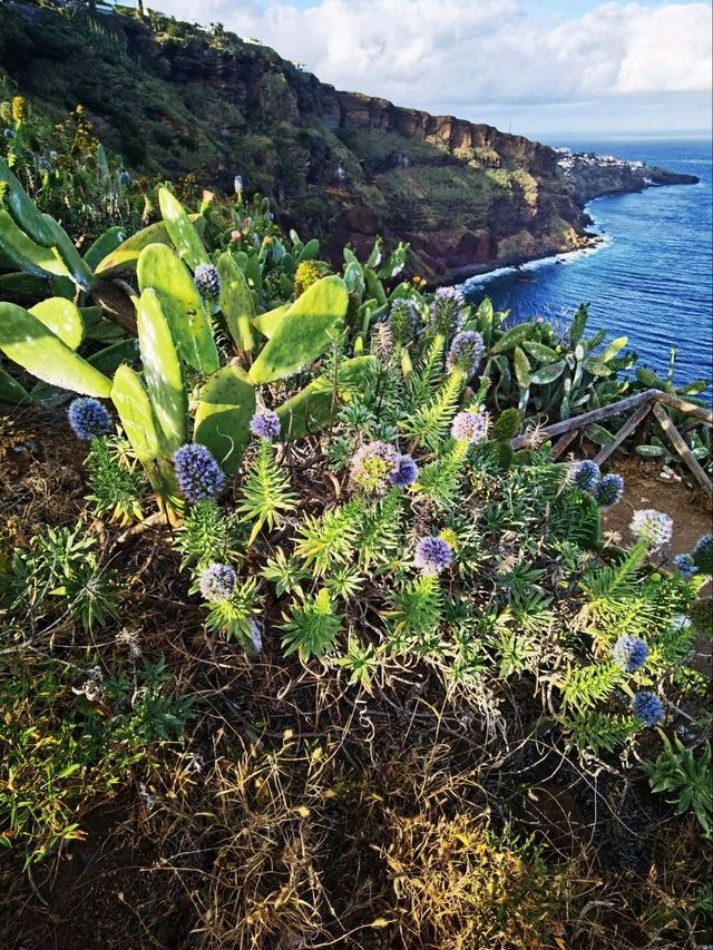Cristol Rei, Madeira, Portugal