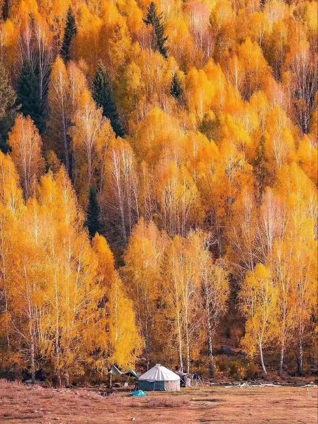 Golden Silence: Discovering Hemu in Autumn