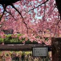 東京近郊的私房賞櫻秘境---松戶坂川河津櫻