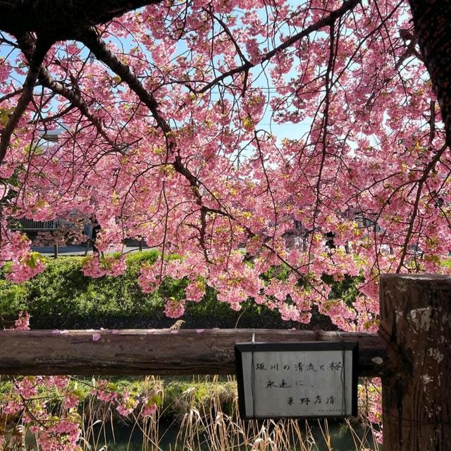 東京近郊的私房賞櫻秘境---松戶坂川河津櫻