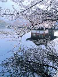 Cherry Blossoms at Quyuan Garden-A Romantic Spring Atmosphere