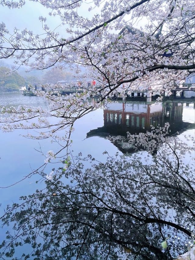 Cherry Blossoms at Quyuan Garden-A Romantic Spring Atmosphere