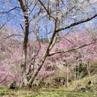 三色花景ㄧ次搞定的萬里林園