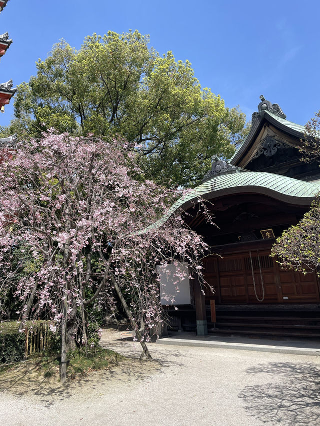 福岡櫻花富翁