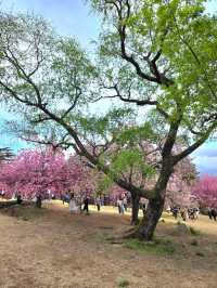 포토존 가득한 경주 봄꽃여행코스 탑티어🌸