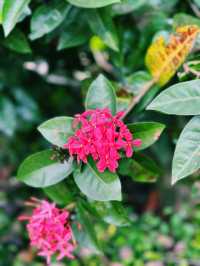 Exploring the Green Oasis of Perdana Botanical Garden