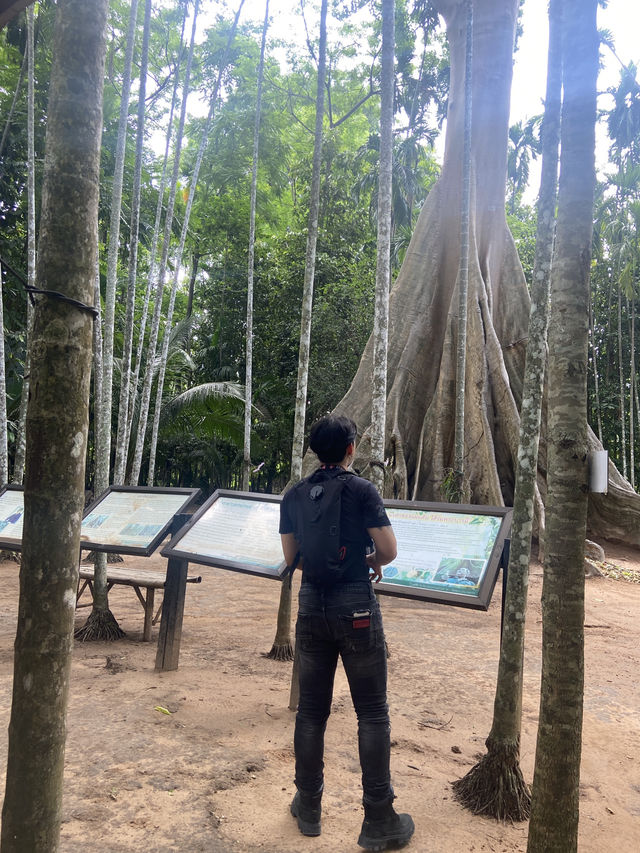 หลบร้อนใต้ “ต้นไม้ยักษ์” 300 ปี จ.อุทัยธานี