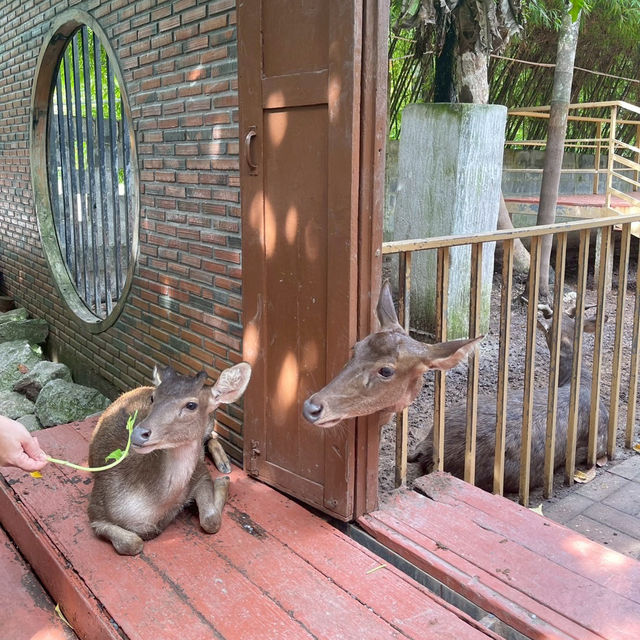 บ้านสวนกวาง โฮมสเตย์&คาเฟ่ จังหวัดพัทลุง