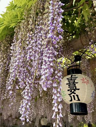 Wisteria in Full Bloom at Teishoji Temple