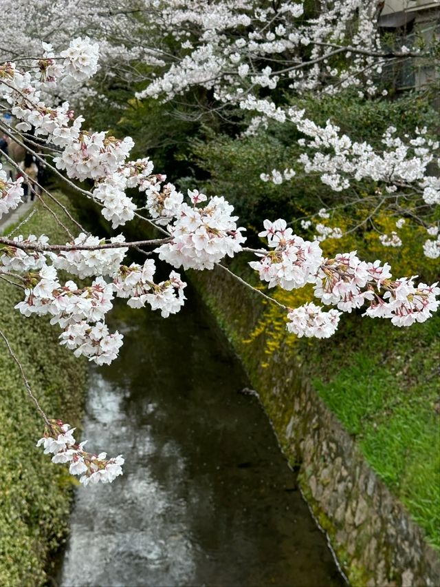 Philosopher’s Path Cherry Blossoms – Kyoto’s Most Poetic Walk