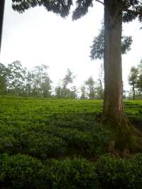 🇱🇰スリランカ📍ヌワラエリアお茶畑列車を体験！